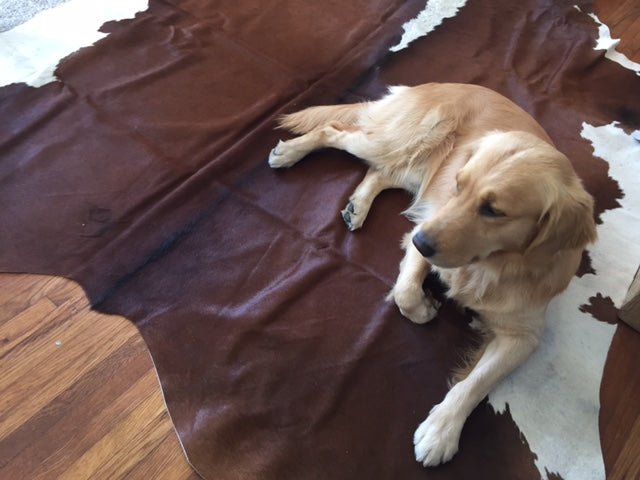 Will Dogs Pee on Cowhide Rugs? Understanding and Solving the Issue - Rodeo Cowhide Rugs