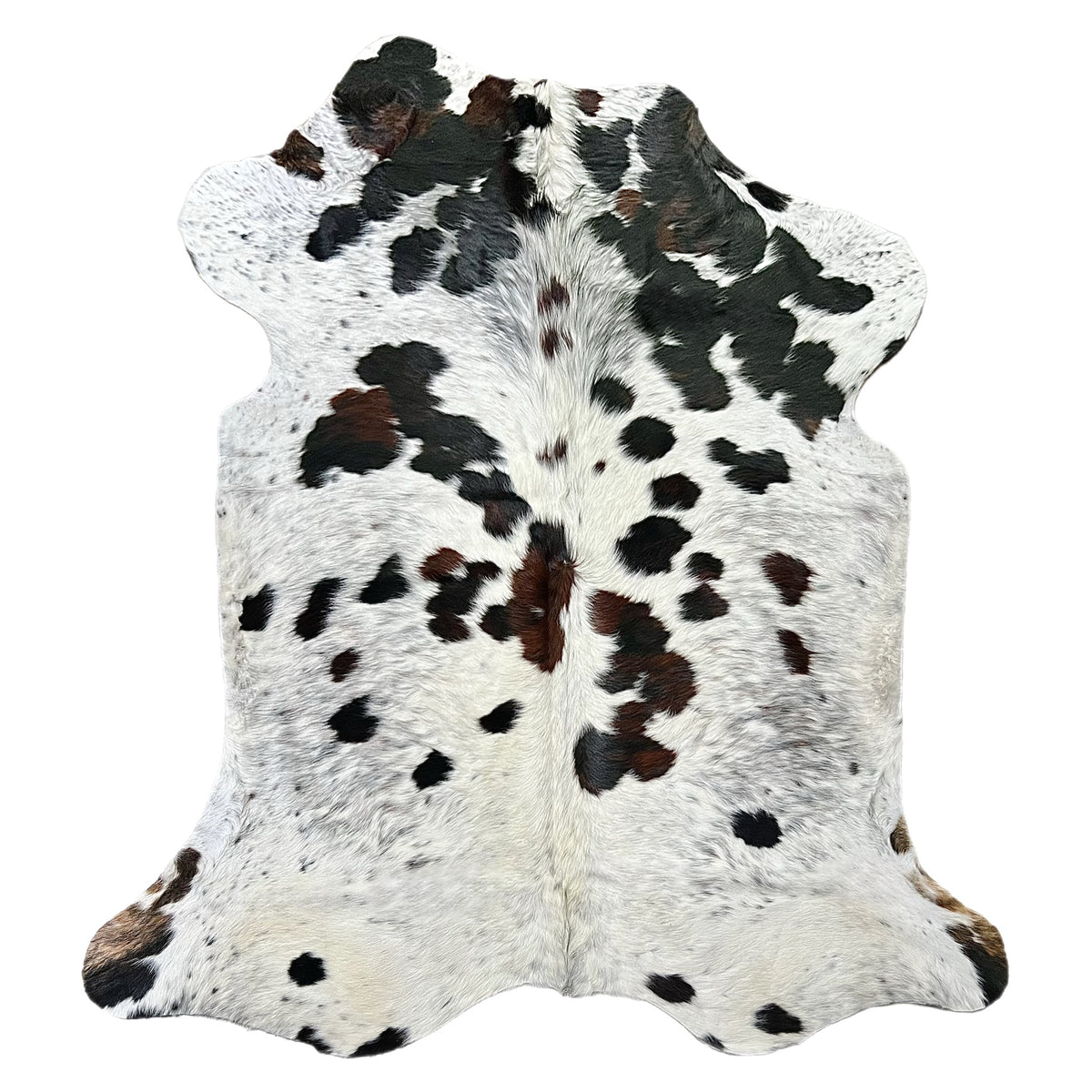 Large tricolor for sale DFW
