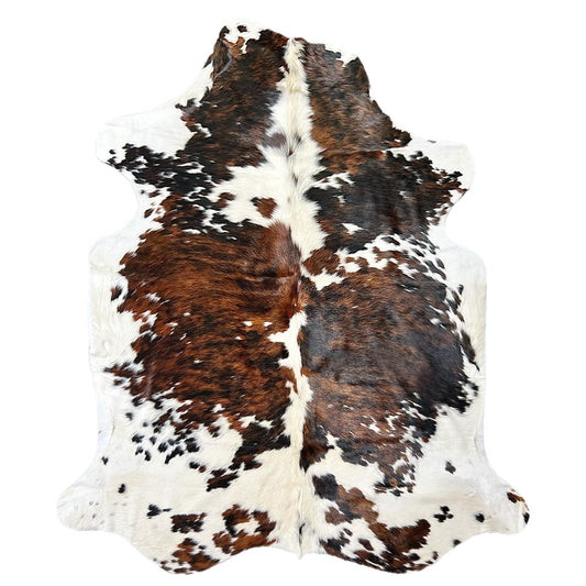 Extra Large tricolor for sale DFW